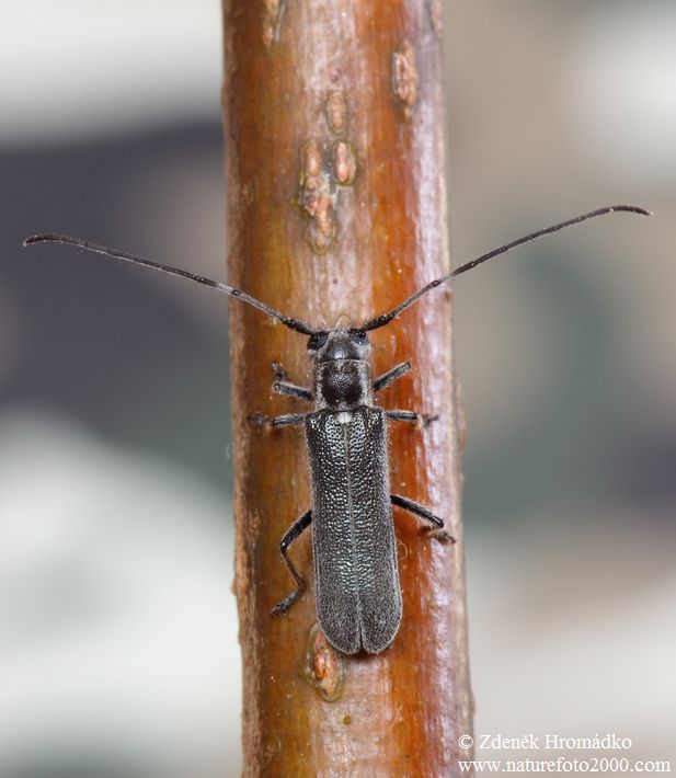 tesařík, Stenostola dubia, Cerambycidae, Saperdini (Brouci, Coleoptera)